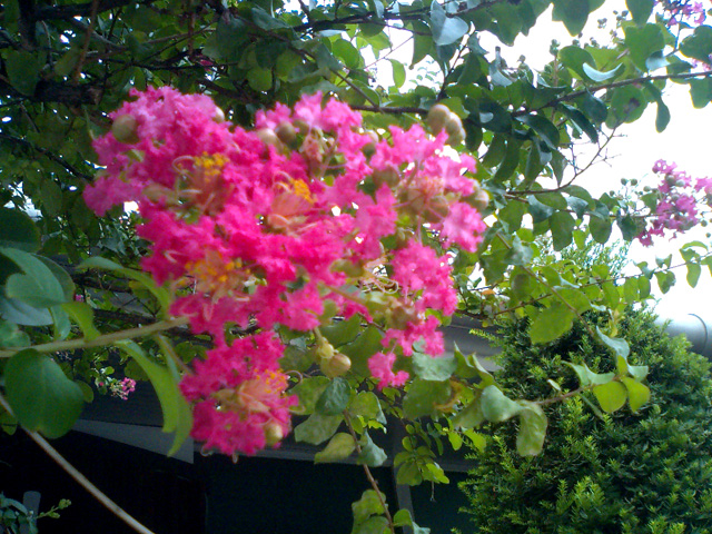 a0101715_20351524.jpg