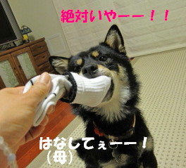 c0185516_13591588.jpg