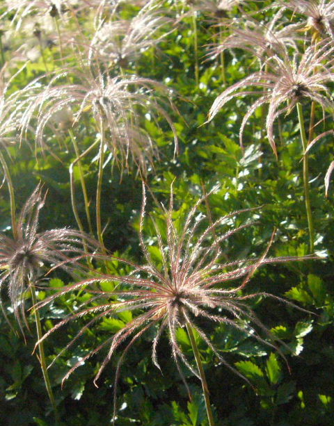 d0075131_23254565.jpg