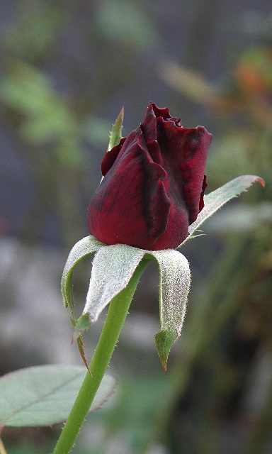 e0184558_8545120.jpg