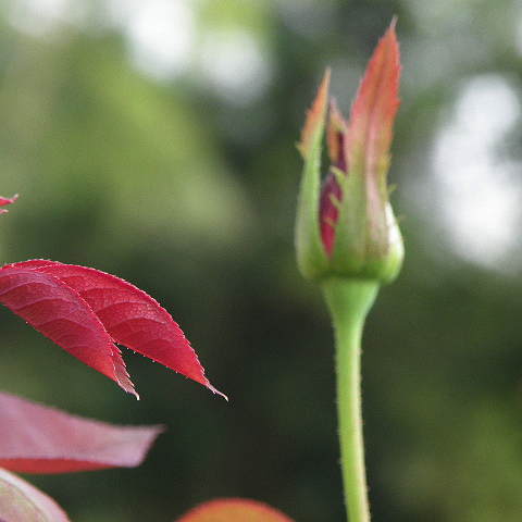 e0184558_8561389.jpg