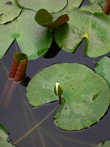 e0112077_1540529.jpg