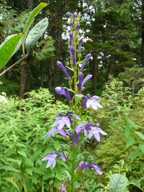 e0145782_17141589.jpg