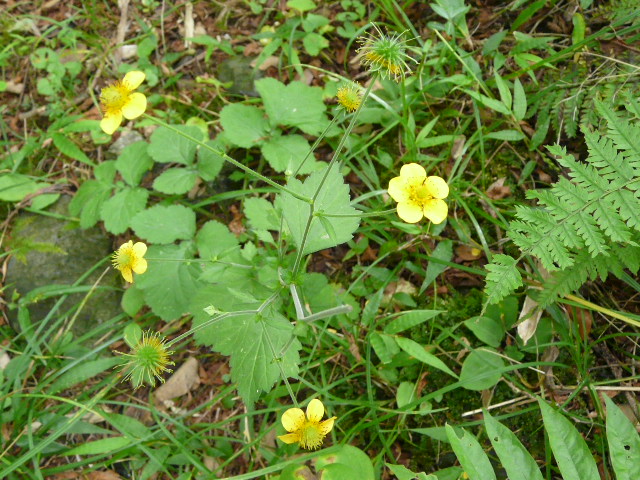 e0145782_17171842.jpg