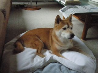 f0130894_202411.jpg