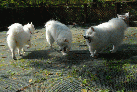 e0018604_17355925.gif