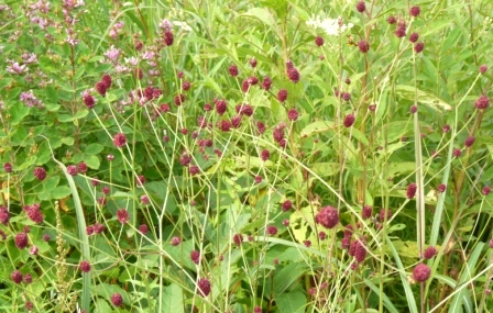 e0078510_151285.jpg