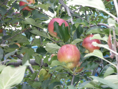 f0041311_1495367.jpg