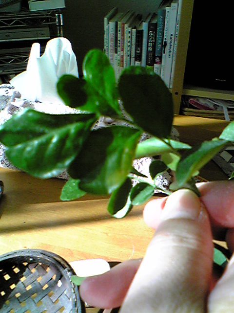 c0193017_2041275.jpg
