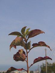 c0097620_15134990.jpg