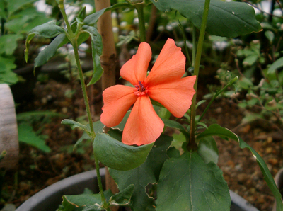 a0101536_1324210.jpg