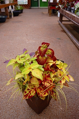 e0025655_6122088.jpg