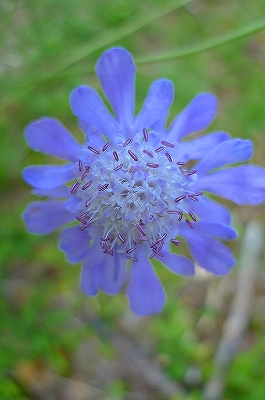 f0182173_1220229.jpg