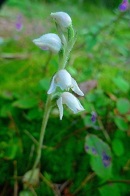 f0182173_12203859.jpg