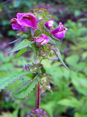 f0182173_12211774.jpg