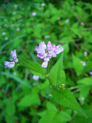 f0182173_1221225.jpg