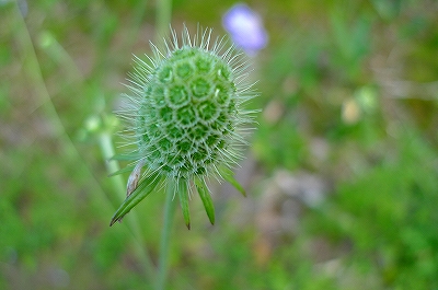 f0182173_1250384.jpg