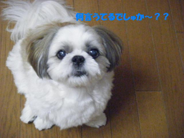 c0163878_16374198.jpg
