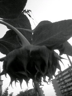 f0100480_1957911.jpg