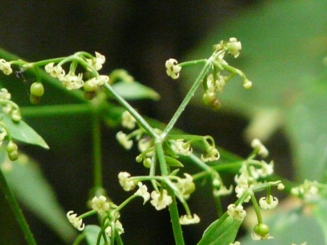 e0145782_1418342.jpg