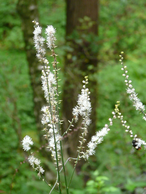 e0145782_14202241.jpg
