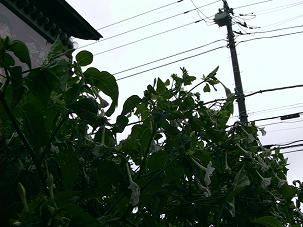 c0151691_9263523.jpg