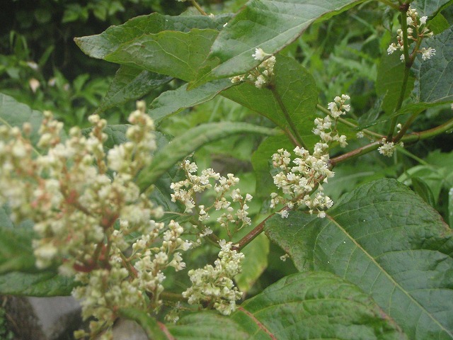 c0147398_23353478.jpg