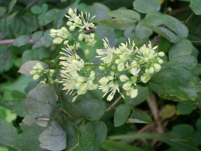 e0025300_16263293.jpg