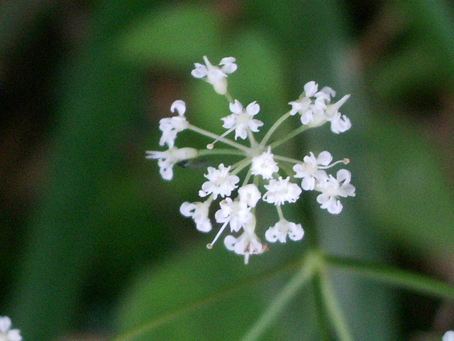 e0025300_1637424.jpg