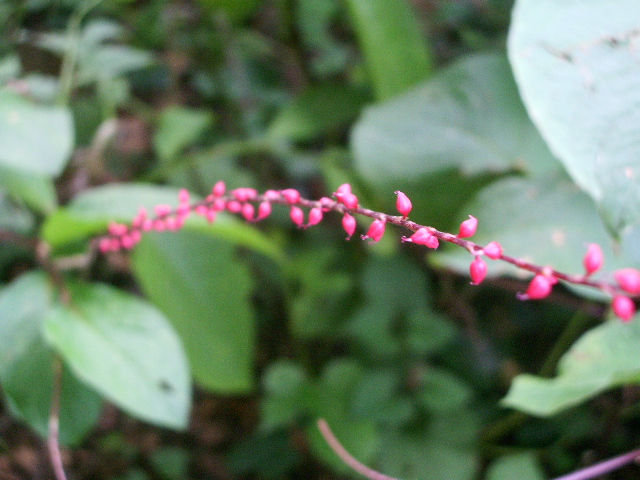 e0025300_16411043.jpg