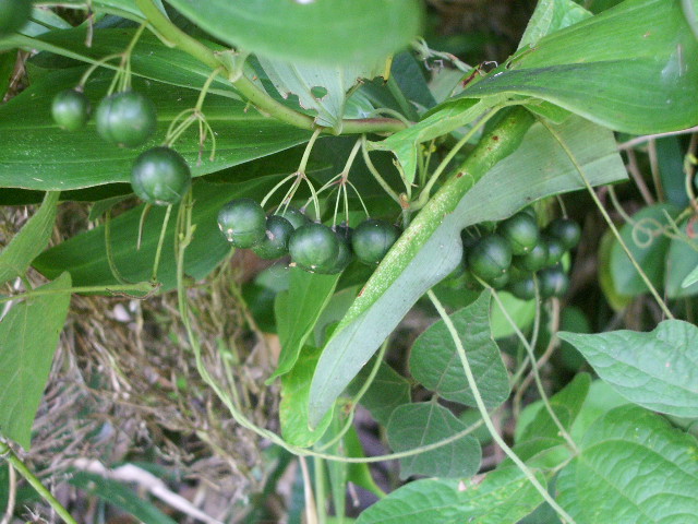 e0025300_16423890.jpg