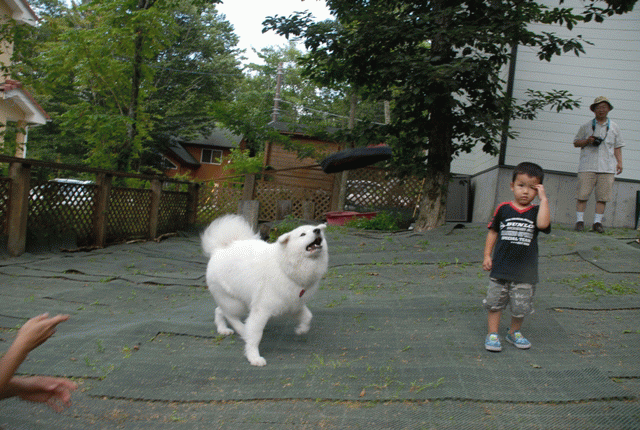 e0018604_19181785.gif