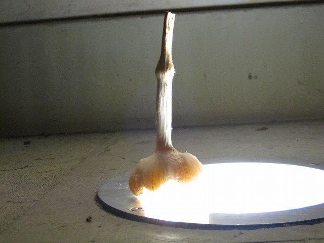 e0183804_4203892.jpg