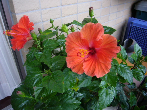 e0130008_21301610.jpg
