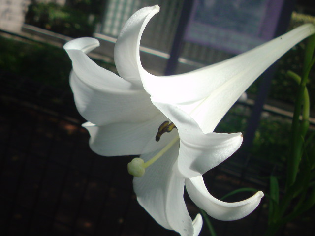 e0016828_15361478.jpg