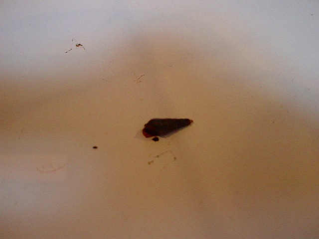 a0121134_1585981.jpg