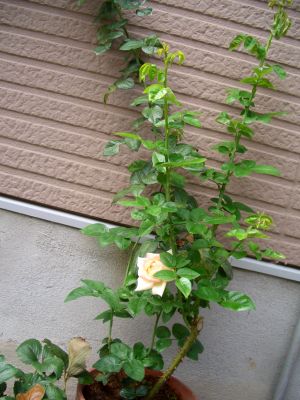 b0178339_20492767.jpg