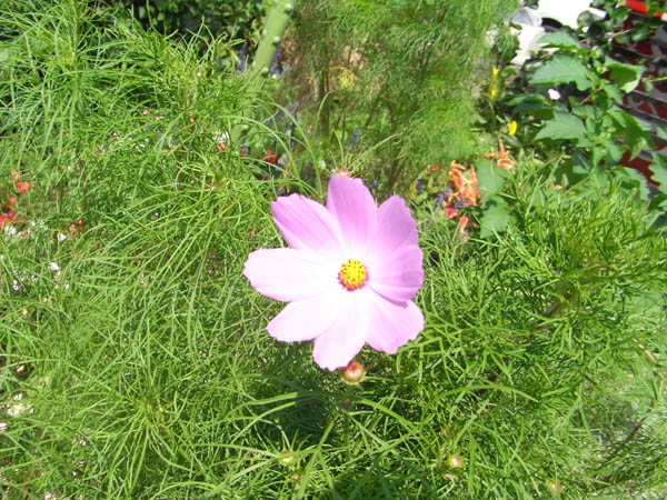 b0019140_17531528.jpg