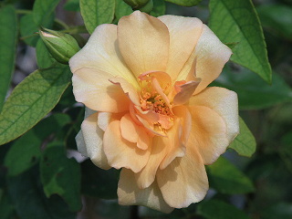 e0184558_15561483.jpg