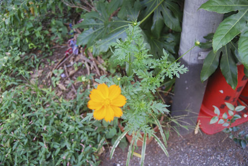 e0140459_4211421.jpg