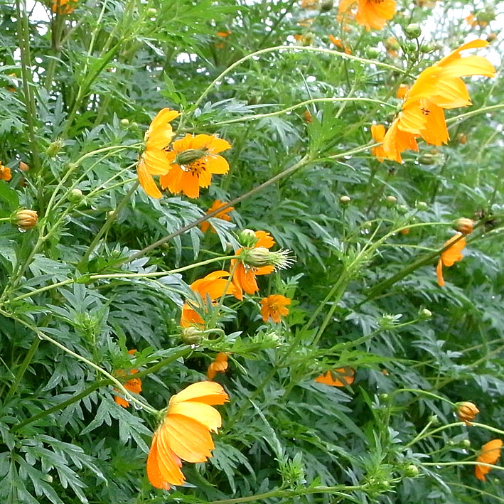 e0188168_15564167.jpg