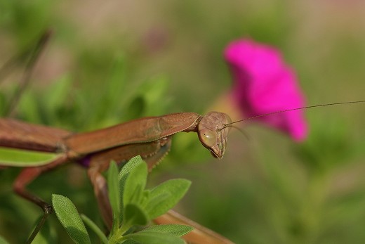 e0190885_20122386.jpg