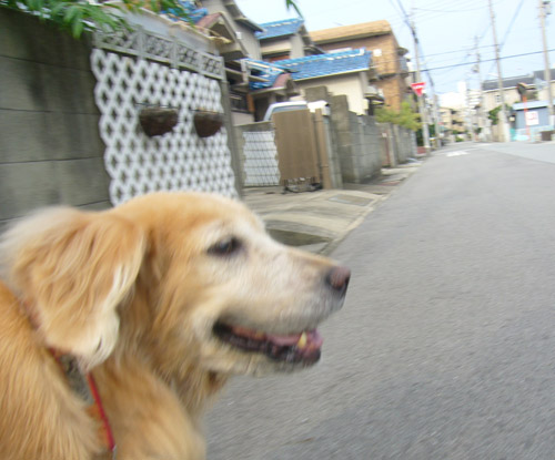 c0085188_21481259.jpg