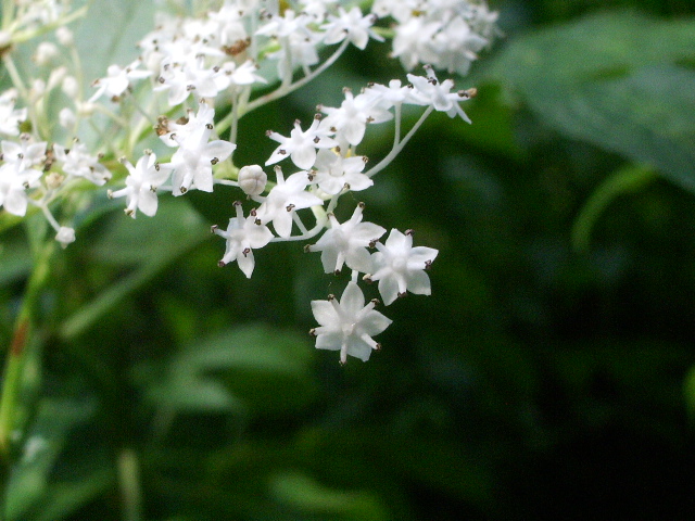 e0025300_18103100.jpg