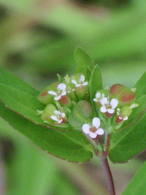e0025300_1874387.jpg