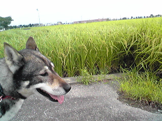 f0079202_16571693.jpg