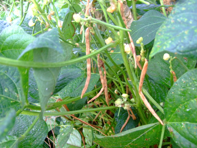 b0137932_19125423.jpg