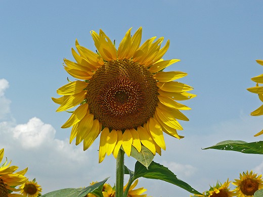 e0190885_20595893.jpg