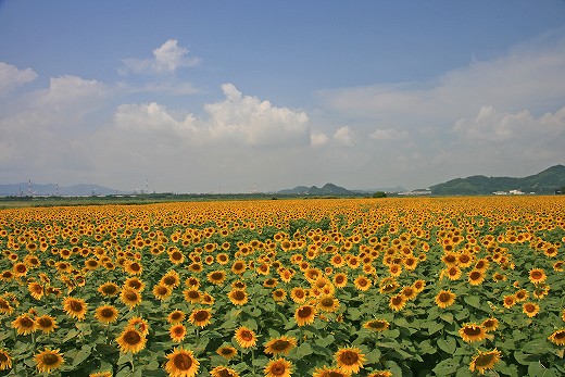 e0190885_2111048.jpg