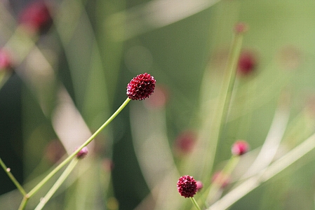 d0133693_454459.jpg